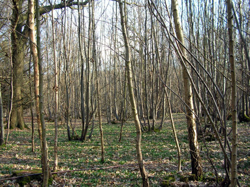 floresta_in_color